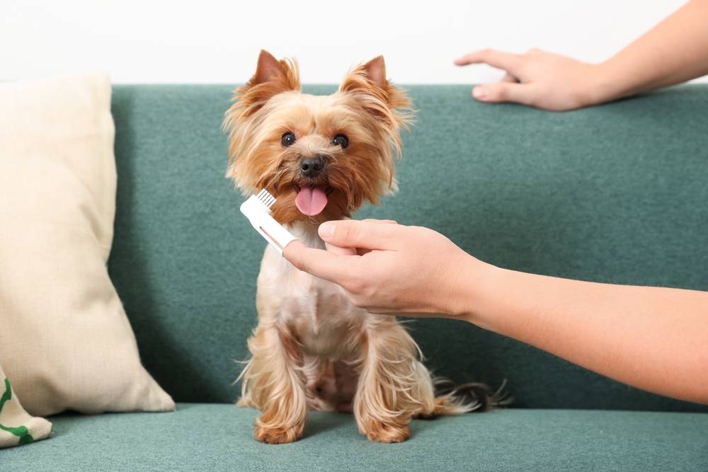 How Often Should You Brush Your Dog s Teeth The Ultimate Guide Vetnique Vetnique Labs